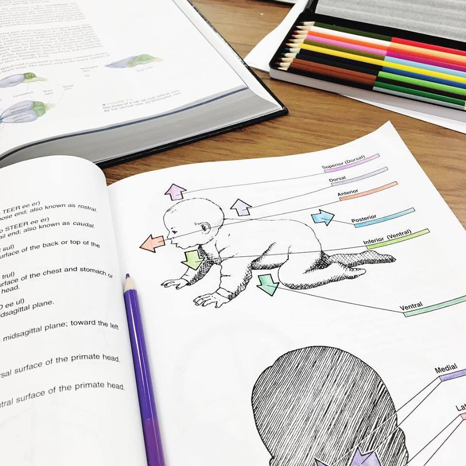 Neuroscience Coloring Book